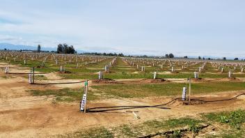 Microirrigation in yound almond orchard