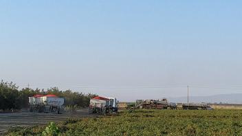 Tomato Harvest at CEAP Project Site near Esparto CA