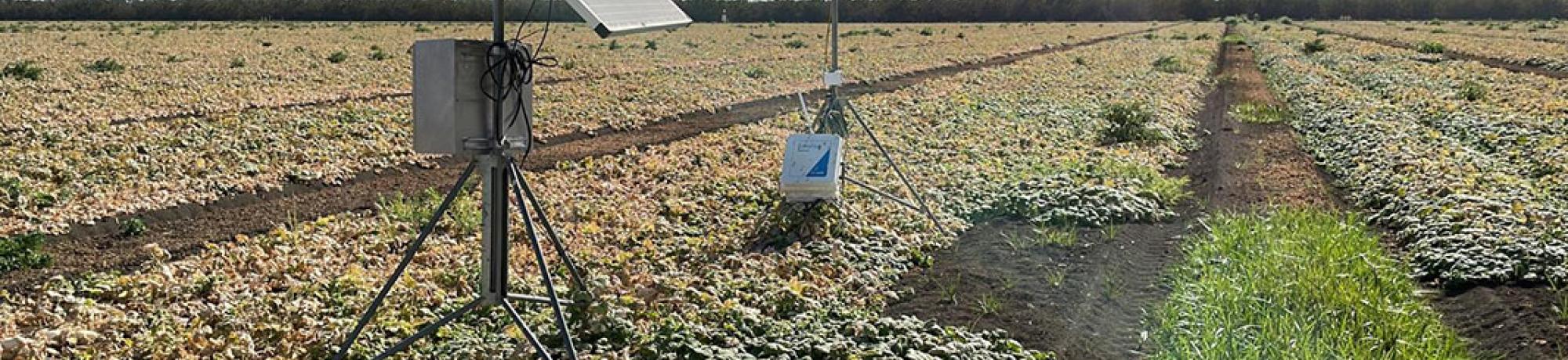Measurement in Cucumbers
